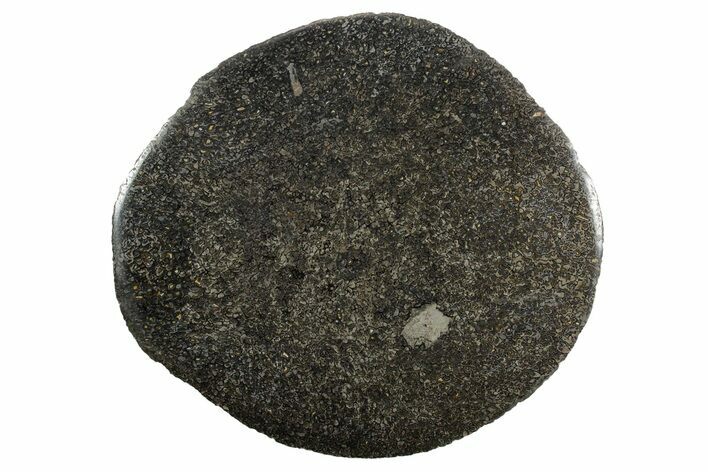 Polished Iguanodon Vertebra Slab - Isle Of Wight #352099